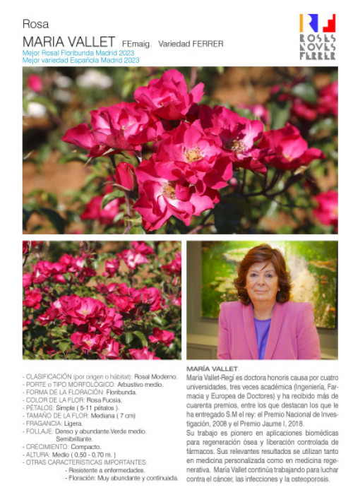 Ficha técnica de la rosa "María Vallet", creada por Matilde Ferrer