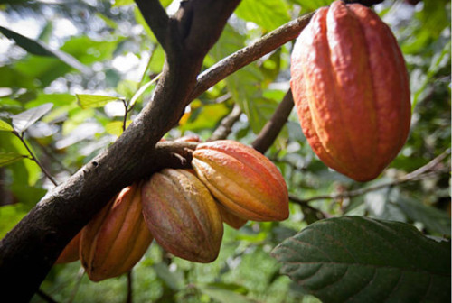 Una planta de otro mundo. Un viaje a través del cacao ecuatoriano