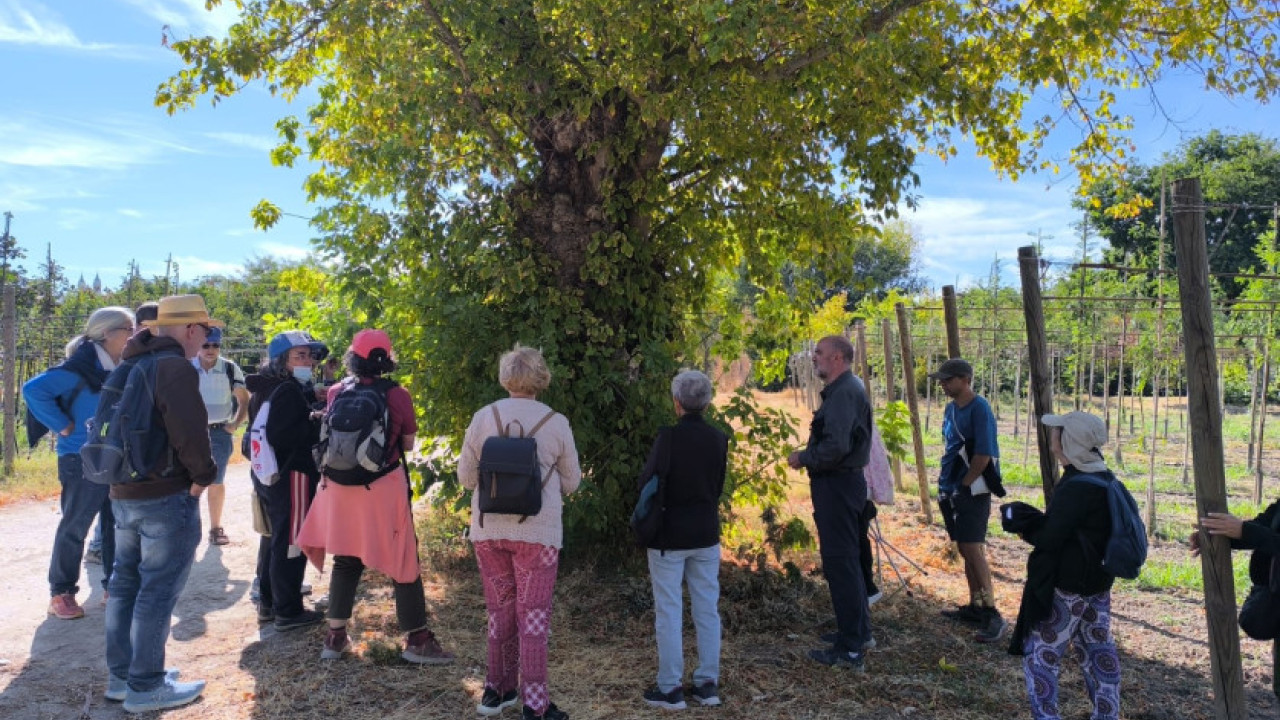 Itinerario Árboles notables del Vivero