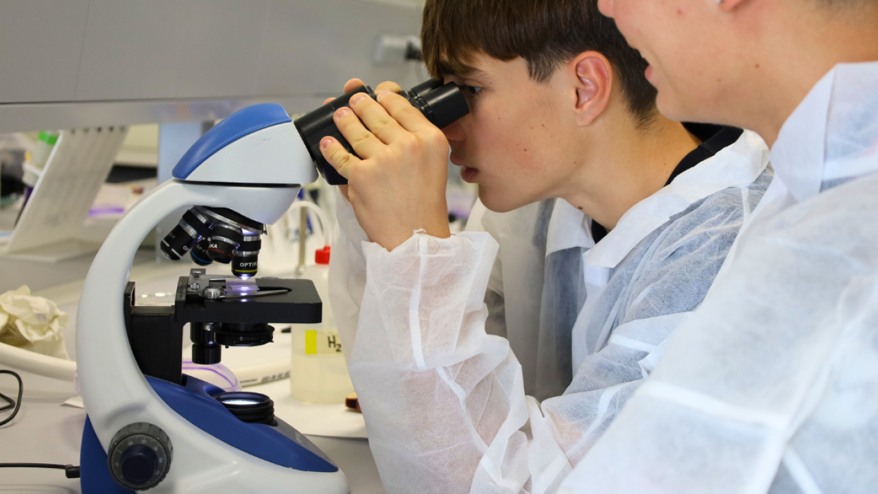 Alumnos observando las bacterias presentes en el yogur.