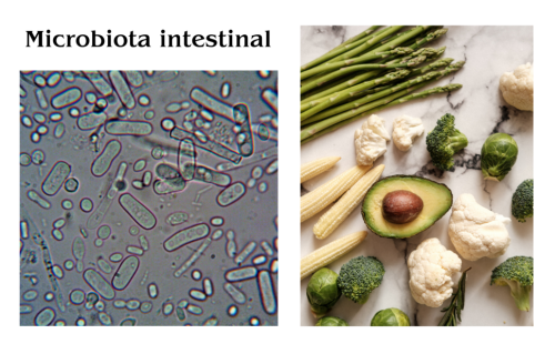 Microbiota microscópica y alimentos 