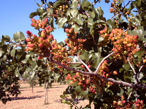 Arbol de pistacho