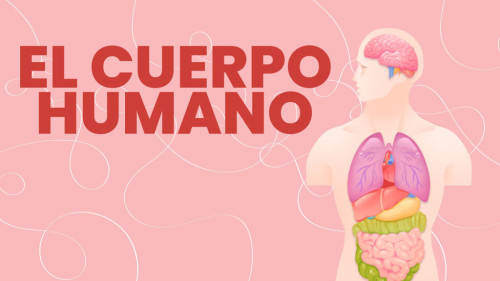Dibujo de un cuerpo humano