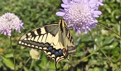 Mariposa libando néctar de una flor