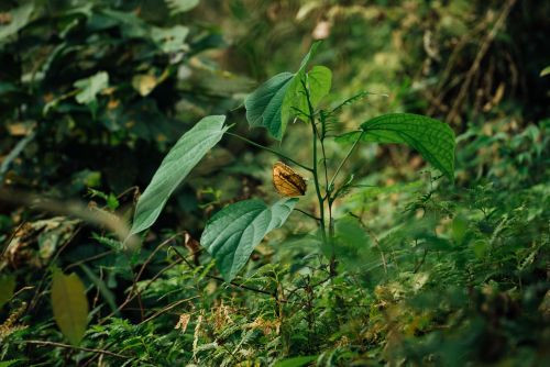 naturaleza