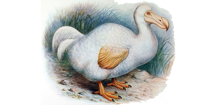 Desvelada la vida secreta de los dodos, los pájaros bobos