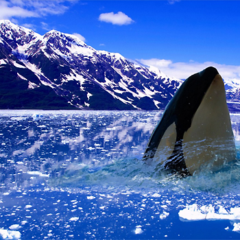 Orca en paisaje glaciar. / PXHERE