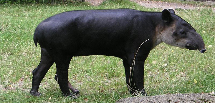Entre las especies que pierden, como el pangolín malayo (Manis javanica), la cacatúa fúnebre piquilarga (Zanda baudinii) o el tapir centroamericano (Tapirus bairdii), las probabilidades de que aparezcan como amenazadas en la Lista Roja de la Unión Internacional para la Conservación de la Naturaleza (UICN) se multiplican por 3,7. / Piekfrosch (GERMAN WIKIPEDIA)