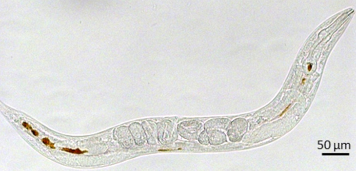 Imagen del C.elegans mostrando las nanopartículas de óxido de hierro en su interior (en color marrón). / Sincrotrón ALBA, ICMAB