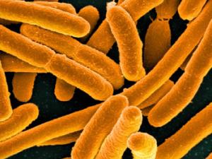 E. coli Bacteria. / NIAID (FLICKR)