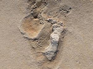 Huellas de 5,7 millones de años descubiertas por casualidad durante unas vacaciones en Creta. / ndrzej Boczarowski (Universidad de Uppsala)