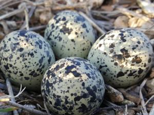 Huevos de chorlito. / Brett_Hondow (PIXABAY)