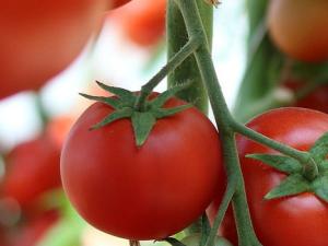El tomate frito ayuda más que crudo en las dietas probióticas. / dominikakarkesova (PIXABAY)