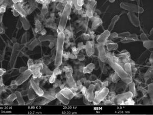 Biopelícula formada por una de las cepas de bacterias marinas usadas en los experimentos. / IACT