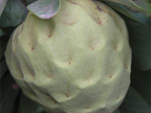 Imagen actual de fruto de chirimoya. / CSIC