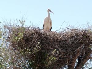 Nido de cigüeñas del parque nacional de Doñana. / FAMSI