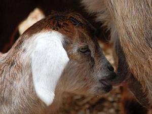 Crianza natural, junto a la madre, de una cabra. / CSIC