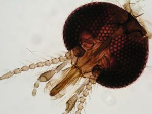 Detalle de la cabeza del mosquito Culicoides. / (CSIC)