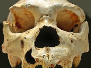 Cráneo número 5, uno de los descubriminetos de la Sima de los Huesos, Atapuerca, España. La mandíbula de este cráneo apareció, casi intacta, años después, muy cerca del lugar del hallazgo. / José-Manuel Benito (WIKIPEDIA)