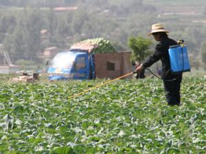 Mujer rociando los campos con pesticida. / IFPRI -IMAGES (FLICKR)