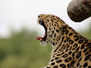 Leopardo. / Kdsphotos (PIXABAY)
