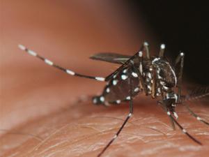 Mosquito de la familia Aedes, transmisor del virus Zika. / AFPMB (FLICKR)