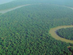 Descubiertas 381 nuevas especies en la Amazonía en dos años