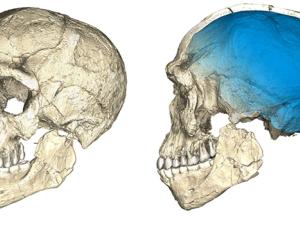 Los primeros de nuestra especie. Dosvistas de una reconstrucción de los primeros fósiles de Homo Sapiens conocidos de Jebe Irhoud (Marruecos). / Philipp Gunz, MPI EVA Leipzig, CC-BY-SA 2.0