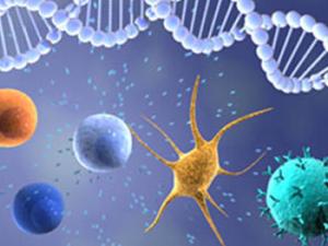Células del sistema inmune. / Laboratorios Labo'Life (WIKIMEDIA)