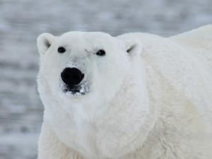 El cambio climático obliga a los osos polares a cambiar focas por huevos. / robynm (PIXABAY)