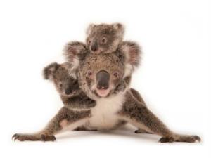 Una sugerente selección de imágenes sobre las especies amenazadas del planeta.