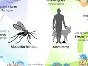 Leishmania, no solo en tu mascota