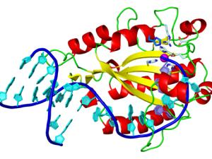 Estructura tridimensional de la proteína relaxasa unida a un fragmento de ADN. La histidina, esencial para cortar y transferir el ADN, se muestra en azul. / Radoslaw Pluta (IRB Barcelona)