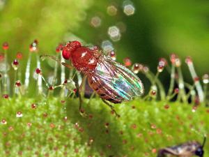 La mosca Drosophila revela nuevas claves en el crecimiento de extremidades