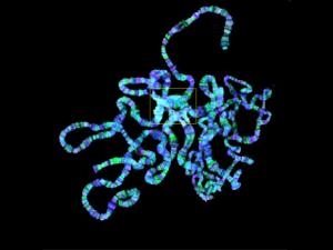 Cromosomas politénicos de Drosophila. En amarillo, el cromocentro, región donde se acumula la heterocromatina. / Jordi Bernués (IRB Barcelona)