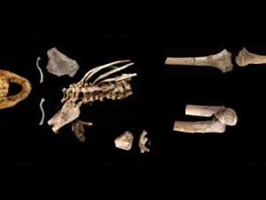 Esqueleto completo de 'Selam', un fósil de Australopithecus afarensis de 3.3 millones de años descubierto por Prof. Zeray Alemseged en 2000. / Zeray Alemseged (Universidad de Chicago)