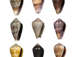 Especies de conos endémicas. /Rafel Zardoya