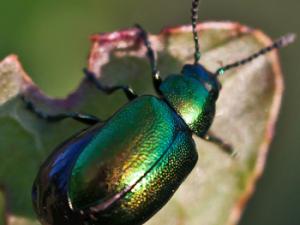 Escarabajo. / Mark Robinson (FLICKR)
