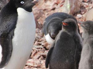 El desgaste físico de los pingüinos ante la crianza tiende a variar según su sexo. / MNCN-CSIC