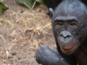 Bonobo. / tsauquet (PIXABAY)