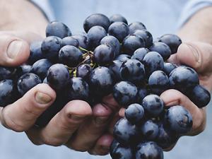 Demuestran que compuestos de la uva aumentan la energía de las células renales y mejoran su funcionamiento