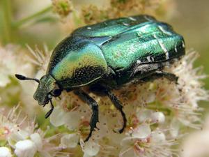 Cetonia aurata es un coleóptero conocido como escarabajo de las rosas o "rose chafer" por los angloparlantes.