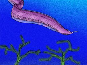 Recreación de una Pikaia. / Apokryltaros (WIKIPEDIA)