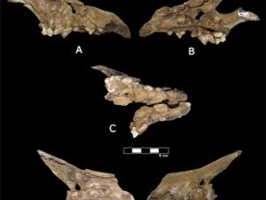 Cráneo fósil de Canis othmanii sp. nov. (OS10-02): A) vista lateral derecha; B) vista medial derecha; C) vista oclusal; D) vista medial izquierda; E) vista lateral izquierda. Escala: 5 cm. / IPHES
