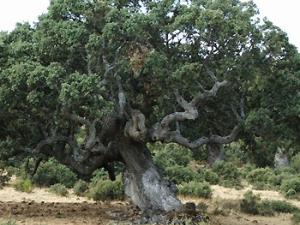 Quercus rotundifolia. / Kevin T. (WIKIPEDIA)