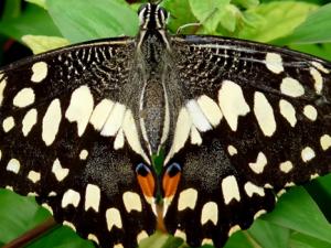 Papilio demoleus. / WIKIPEDIA