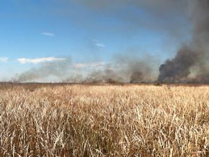 La agricultura comercial altera el rol de los incendios salvajes