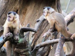 Monos capuchinos. / Dorena