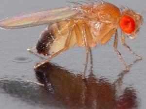 Drosophila melanogaster. / Image Editor (FLICKR)