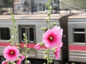 Flor al lado de las vías del tren. / zheng2088 (PIXABAY)